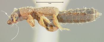 Media type: image;   Entomology 24074 Aspect: habitus lateral view